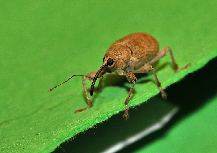 Curculionides dal mio PC... Curculio elephas